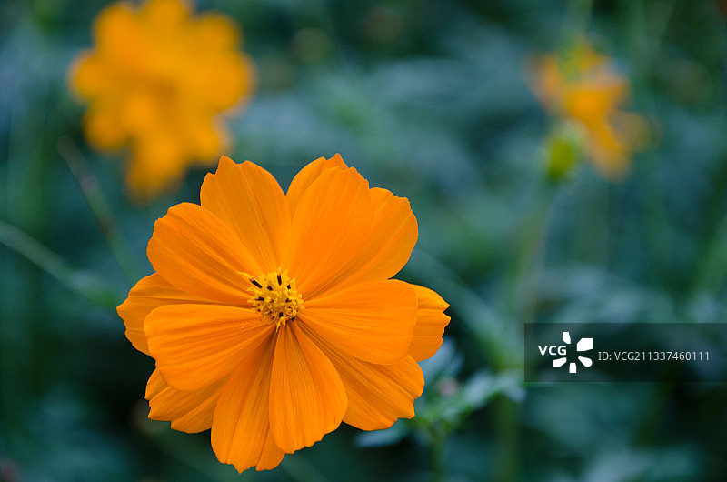 一朵美丽的波斯菊图片素材