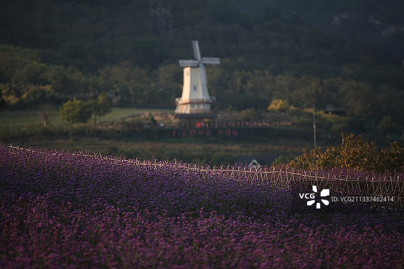 薰衣草，鹰蛾，spider，花束图片素材