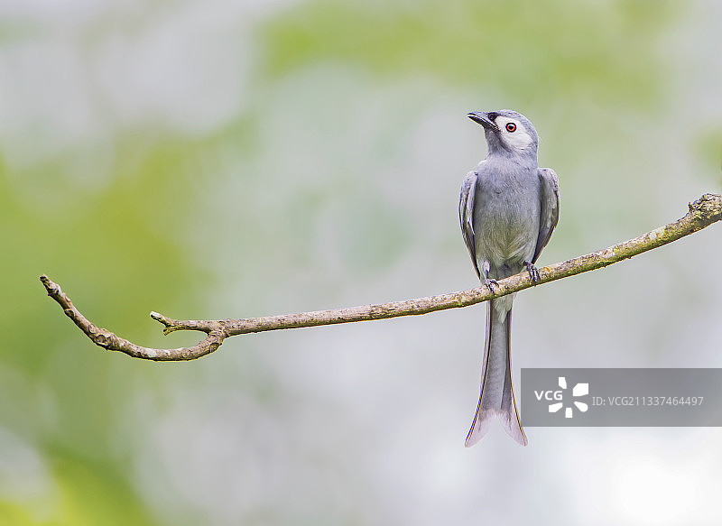 灰卷尾图片素材