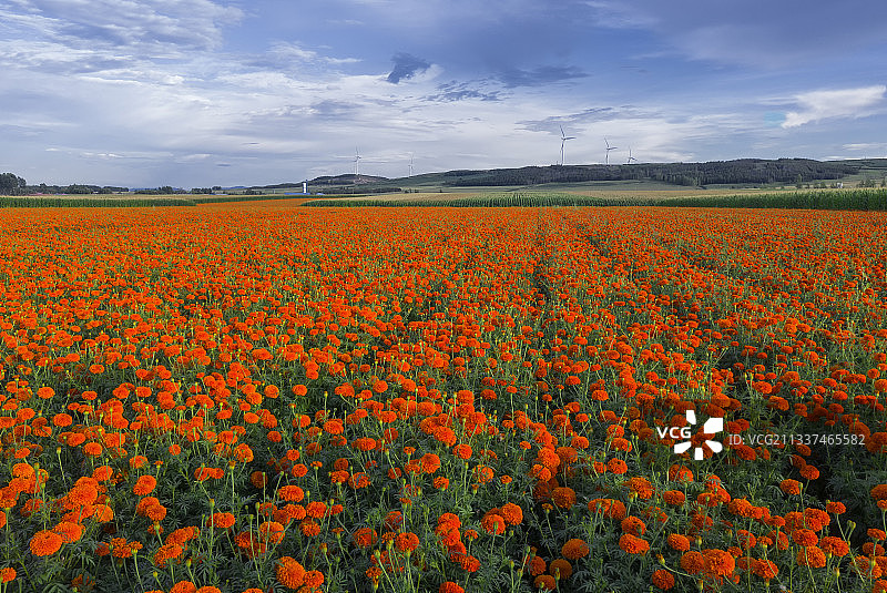 万寿菊的花海图片素材