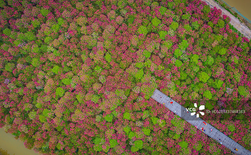 珠海市 金湾区 平沙镇 紫薇花党建基地 鲜花 美景图片素材