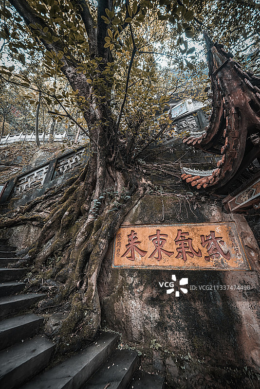 重庆老君洞古树图片素材