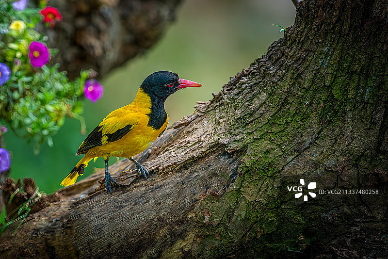 黑头黄鹂图片素材
