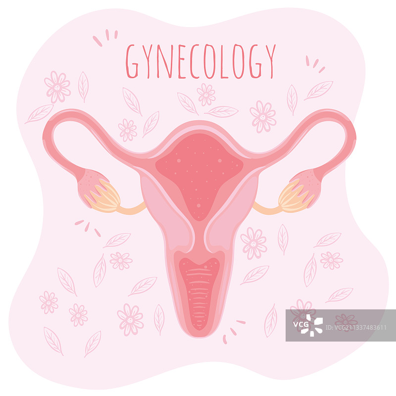 妇科女性器官图片素材