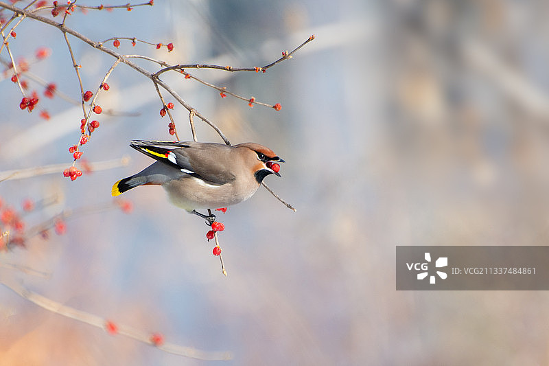 冬季太平鸟图片素材