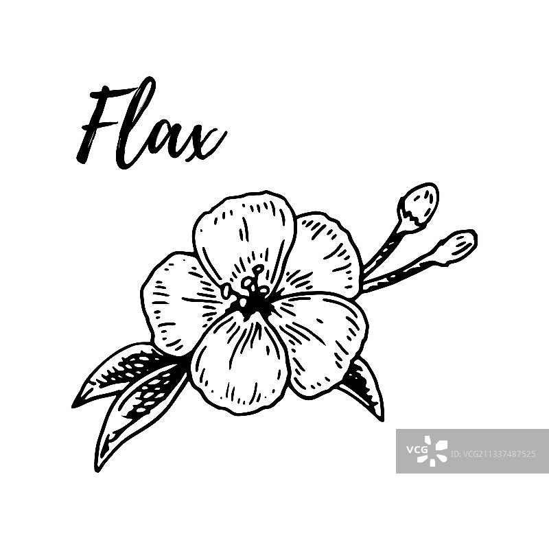 手绘亚麻花朵素描风格图片素材