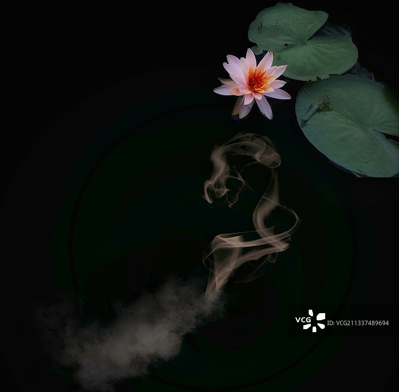 出污仙气一清莲图片素材