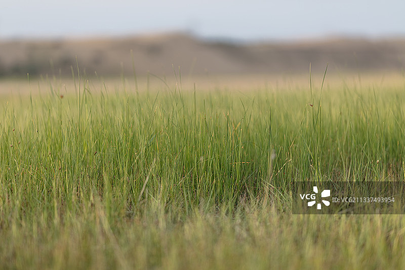 草原，草。图片素材