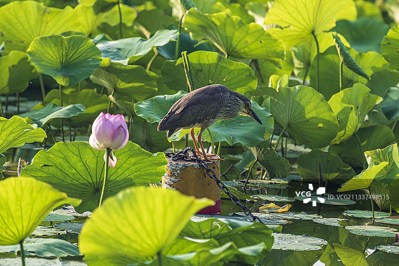 夜鹭亚成鸟图片素材
