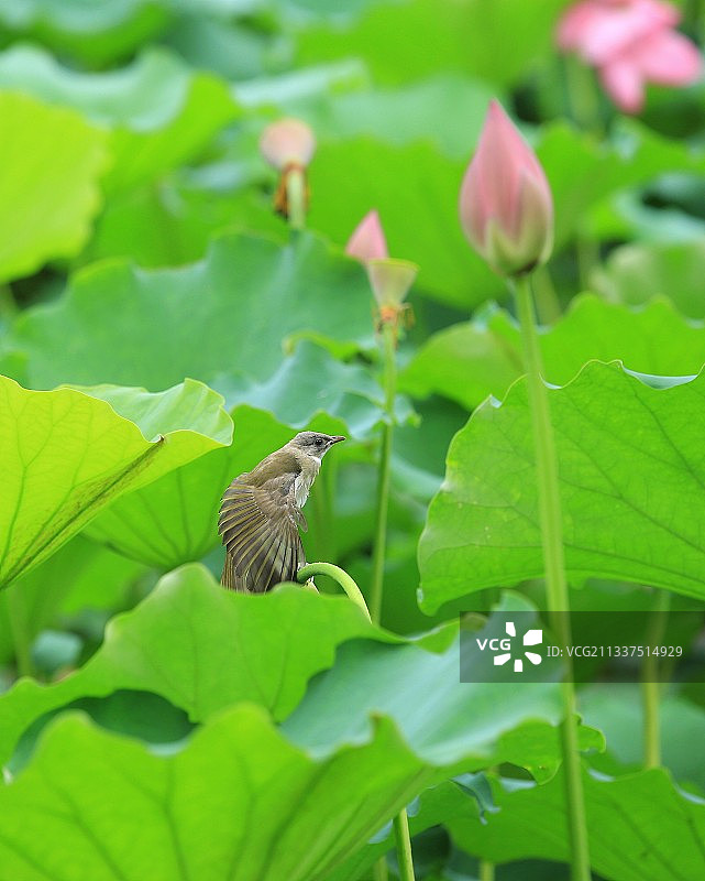 白头翁与荷图片素材