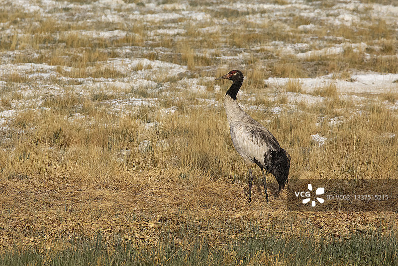 黑颈鹤在西藏阿里的湿地行走图片素材