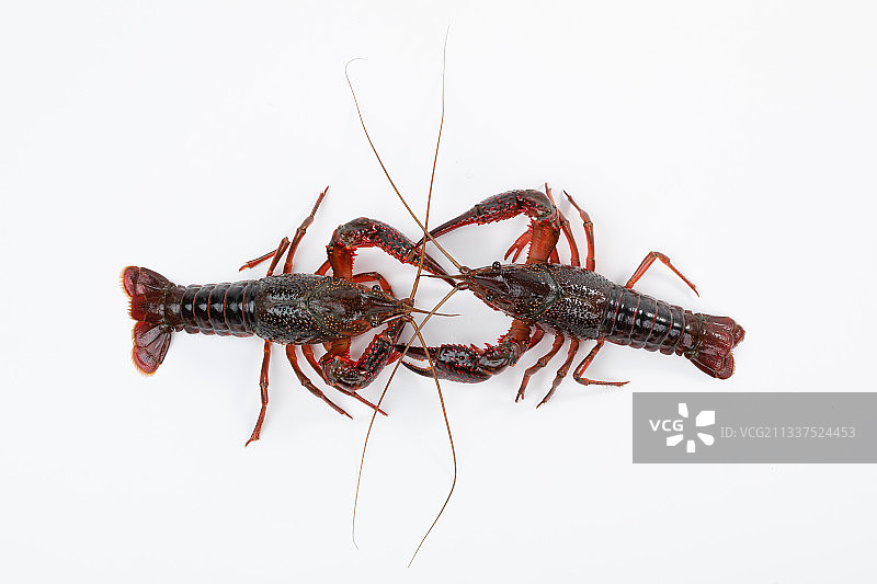 一对凶猛的小龙虾图片素材