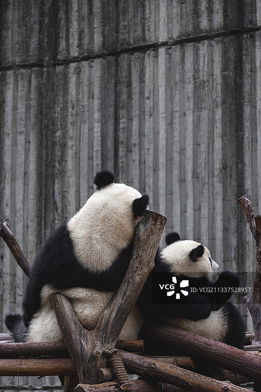 熊猫背影图片素材