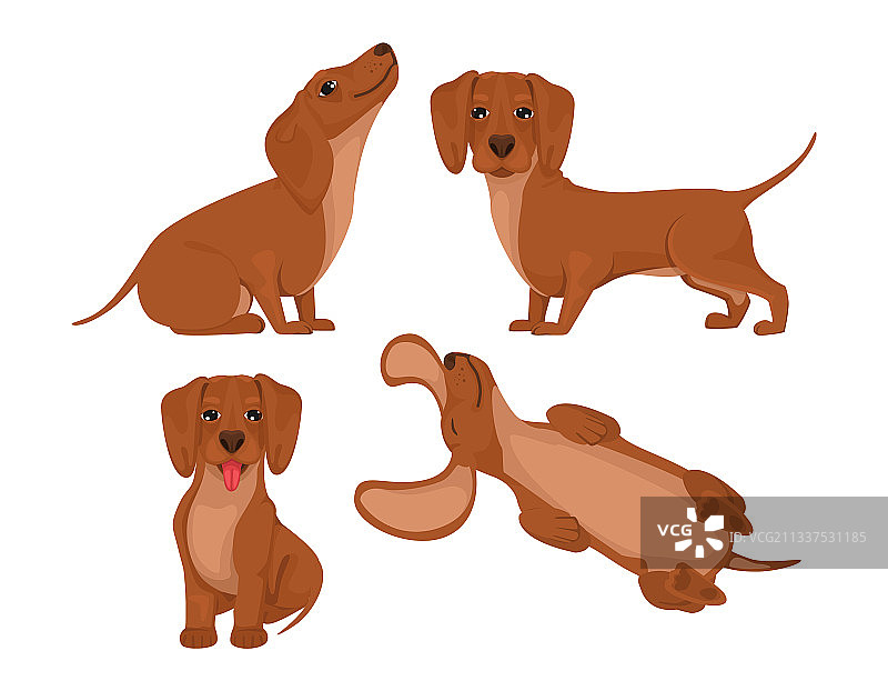 快乐的宠物朋友腊肠犬图片素材