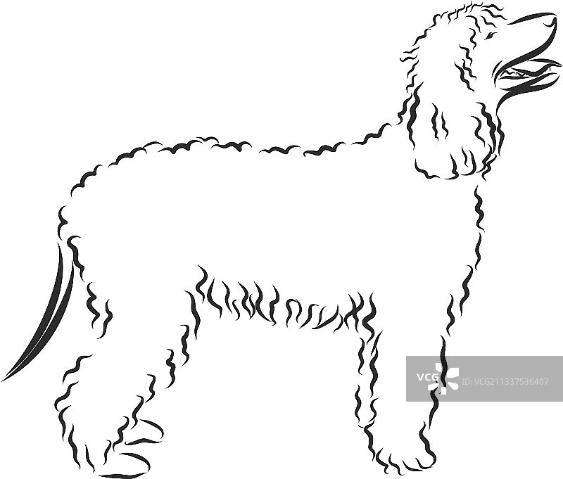 爱尔兰水猎犬轮廓图片素材