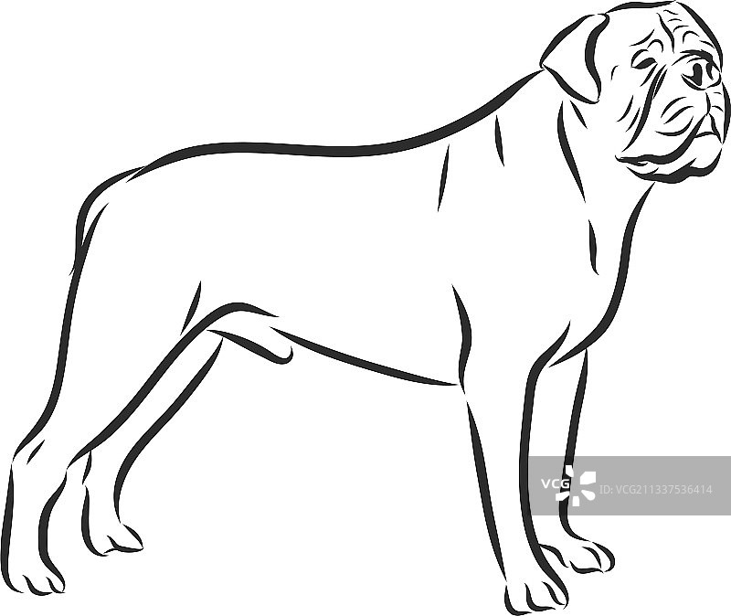 手绘美国恶霸犬图形狗素描图片素材