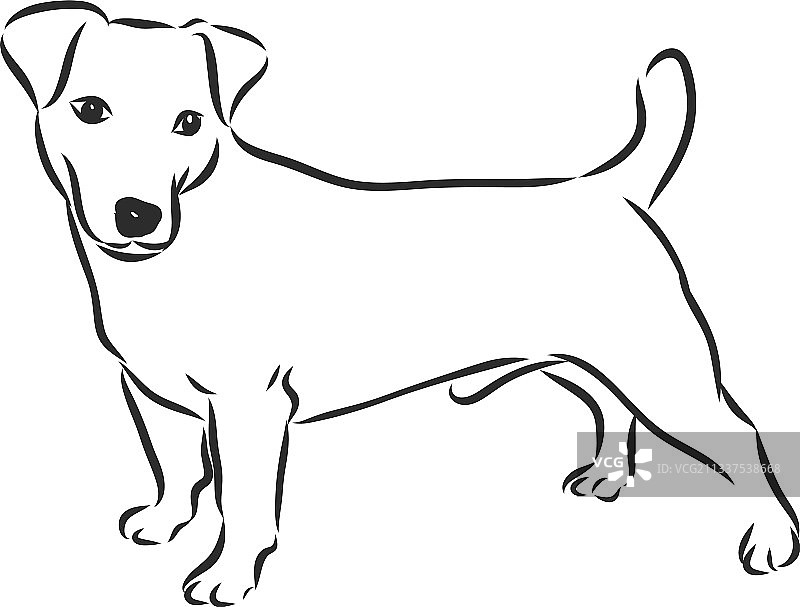 手绘素描可爱的杰克罗素梗犬图片素材