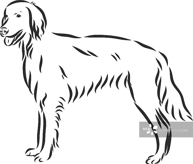 爱尔兰红花格犬轮廓图片素材