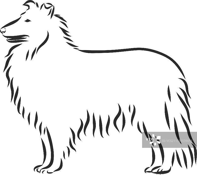 白色背景激光雕刻柯利牧羊犬设计图片素材