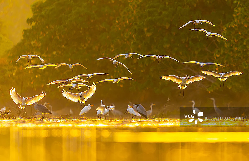 黑脸琵鹭图片素材
