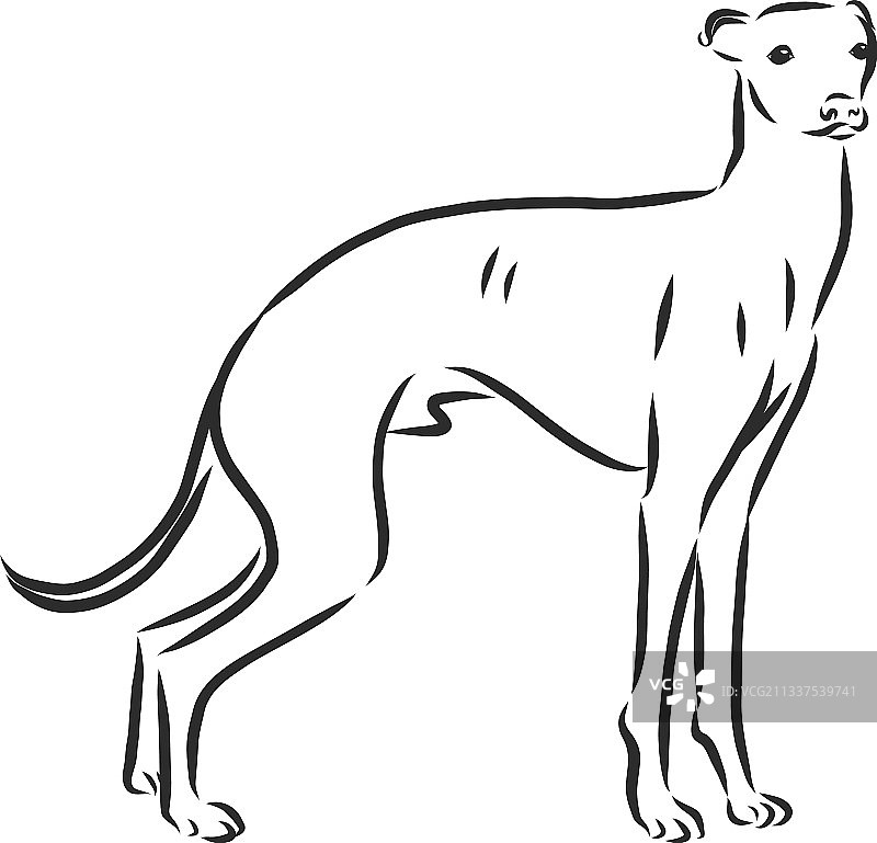 展示雄性灰狗的雕刻素描图片素材