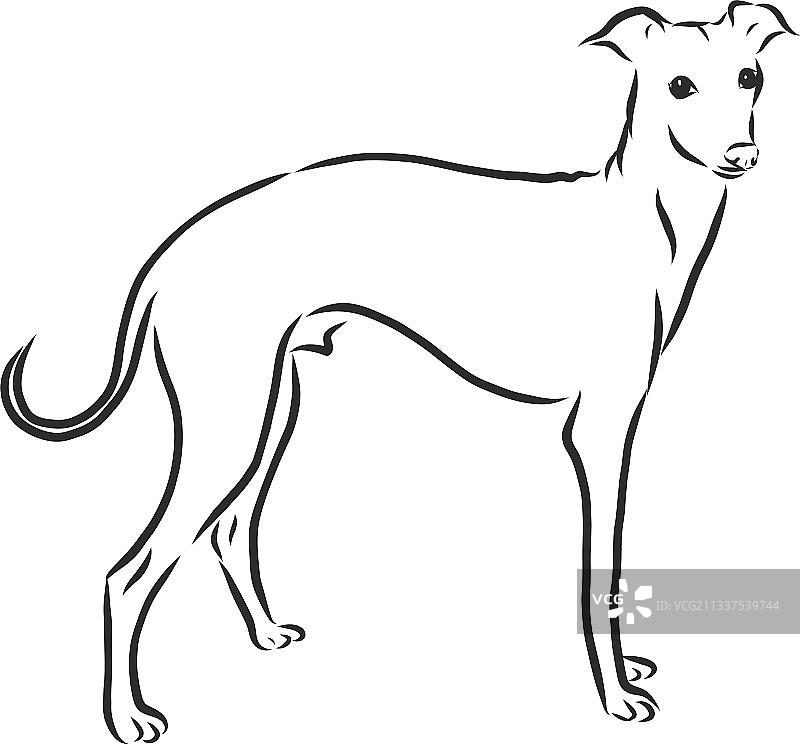 展示雄性灰狗的雕刻素描图片素材