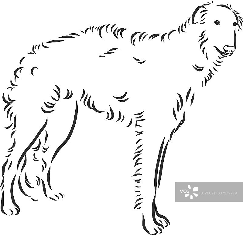 俄罗斯猎狼犬素描狩猎犬轮廓图片素材