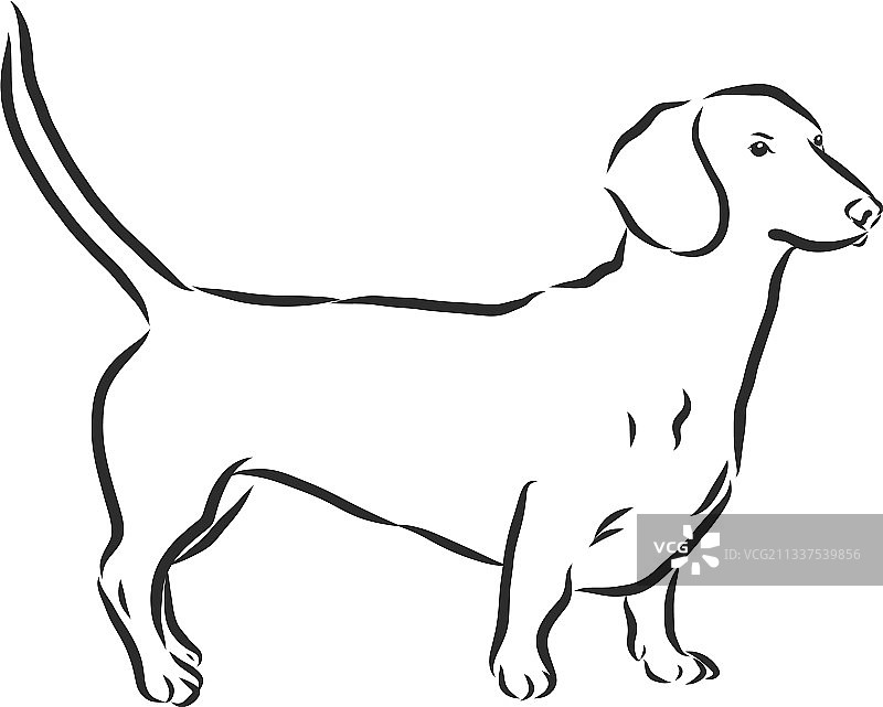 手绘腊肠犬墨水素描图片素材