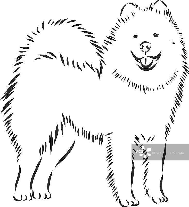 萨摩耶犬卡通轮廓动物素描图片素材