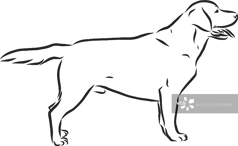 拉布拉多寻回犬轮廓素描图片素材