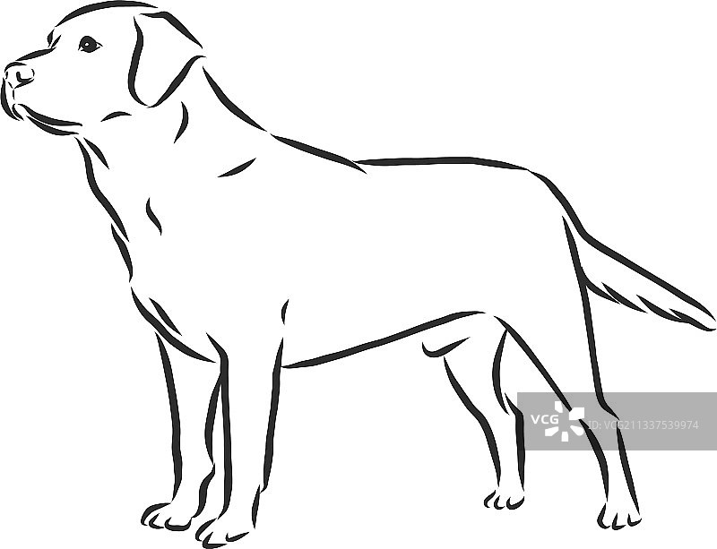 拉布拉多寻回犬轮廓素描图片素材