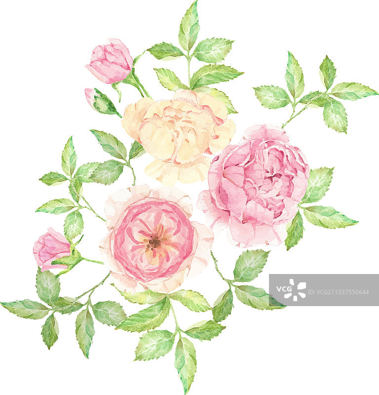 水彩英国玫瑰花束图片素材