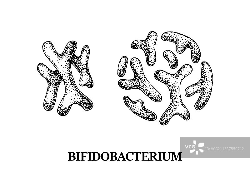 手绘益生菌双歧杆菌图片素材
