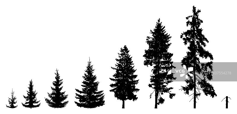 冷杉树从幼苗到成长的生命过程图片素材