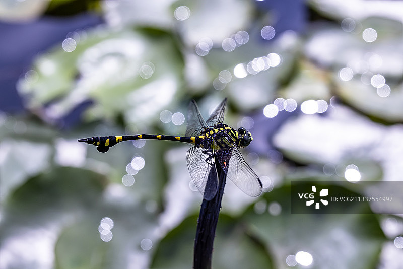 小团扇春蜓和荷塘反光图片素材