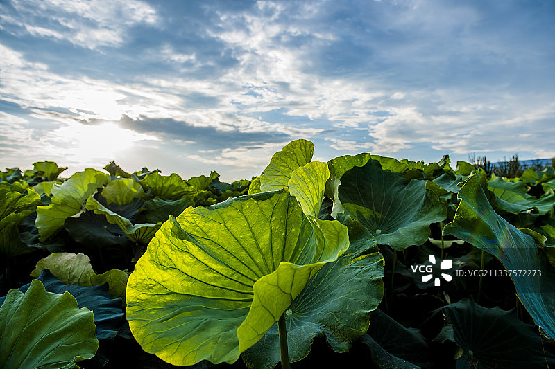 接天莲叶无穷碧图片素材