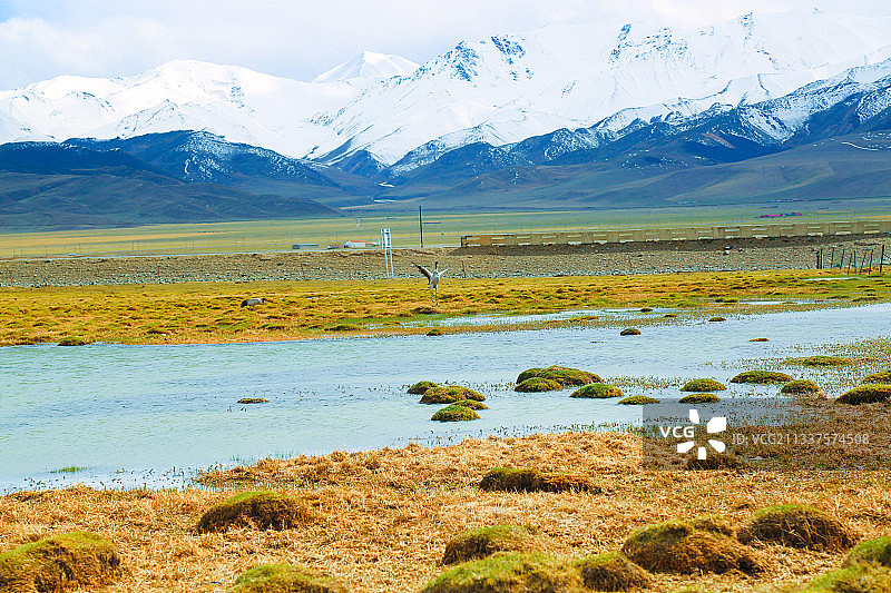 黑颈鹤图片素材