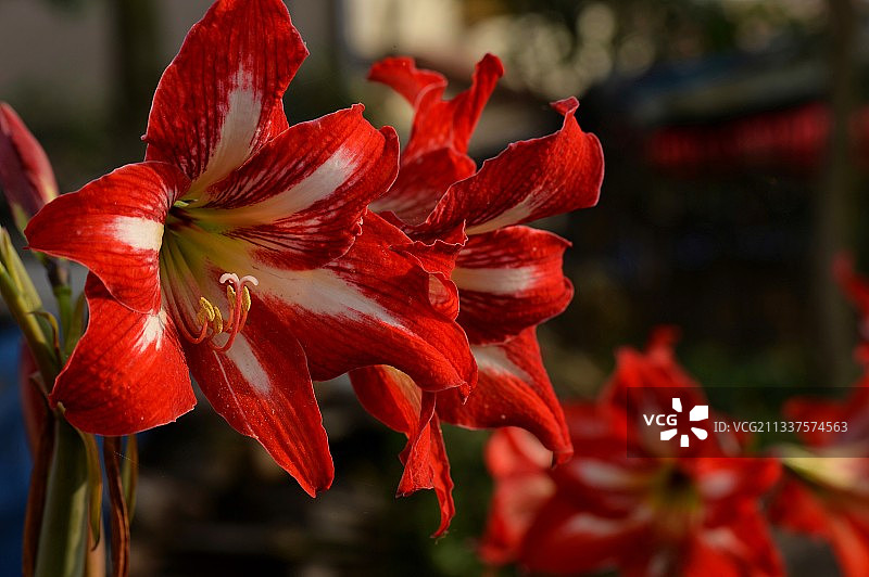 院里的朱顶红图片素材