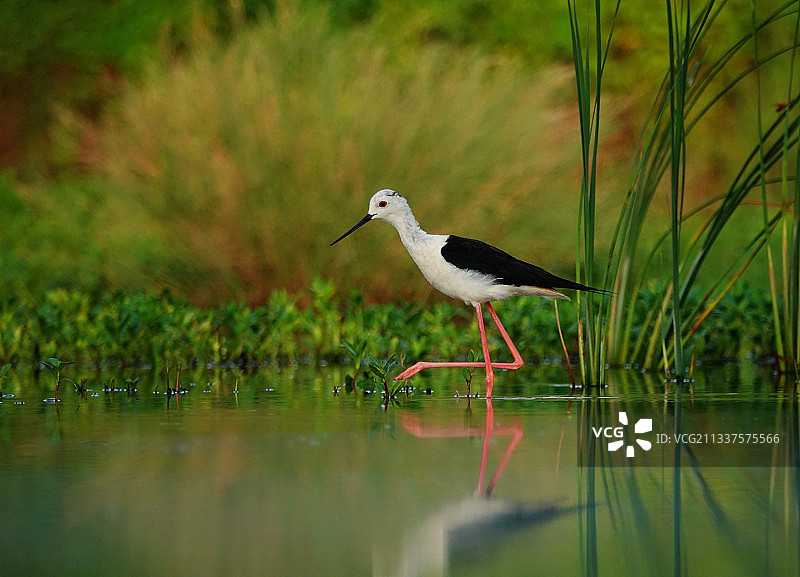 黑翅长脚鹬图片素材