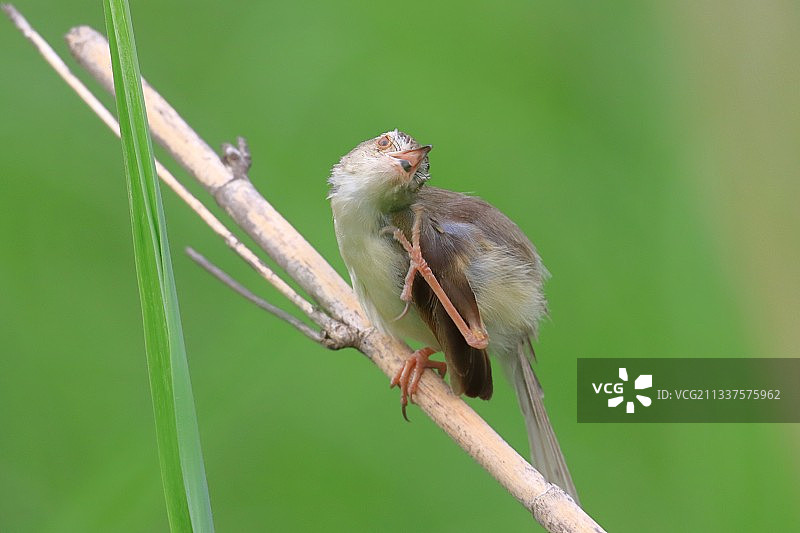 纯色山鹪莺图片素材