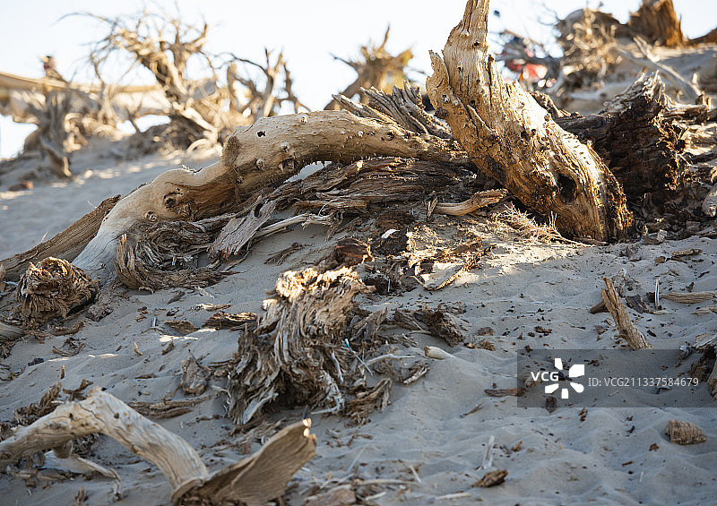 2012-10-05中国，内蒙古自治区，阿拉善盟，额济纳旗，图片素材