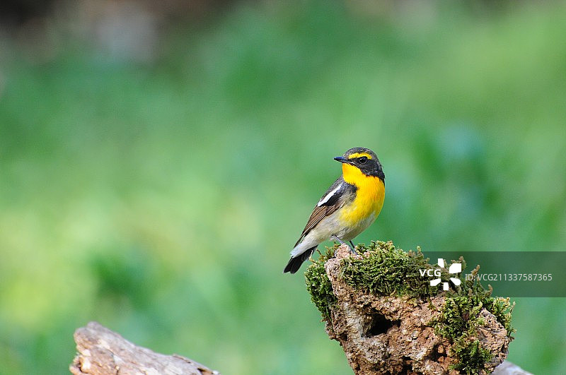 黄眉姬鹟图片素材
