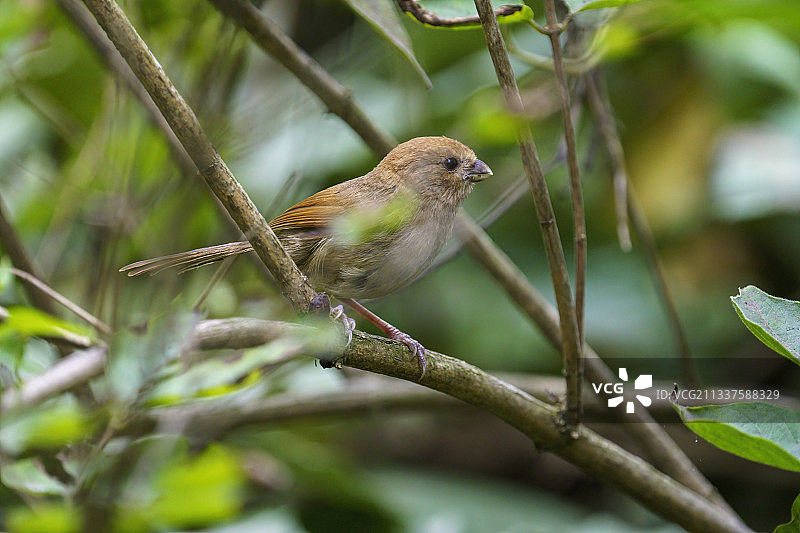 青岛燕岛山公园枝头上的棕头鸦雀图片素材