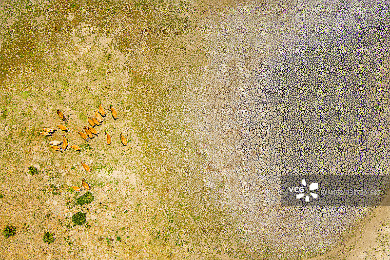 索诺玛县农场池塘奶牛场灌溉航拍图图片素材