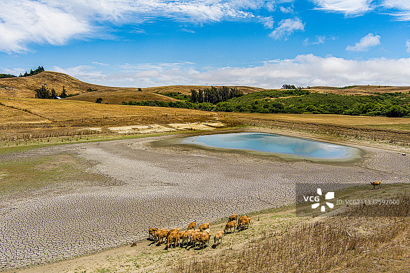 索诺玛县农场池塘奶牛场灌溉航拍图图片素材