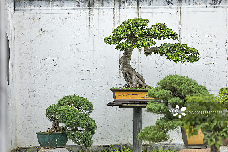 安徽歙县鲍家花园景区盆景图片素材