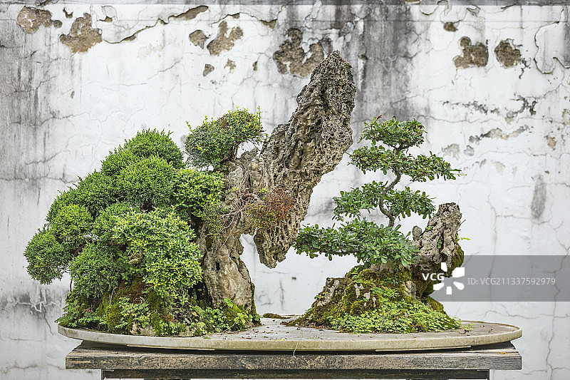 安徽歙县鲍家花园景区盆景图片素材