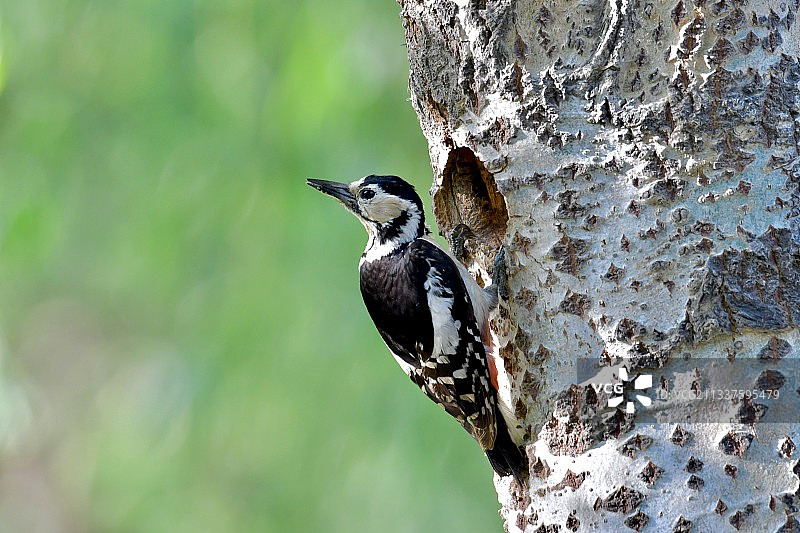 啄木鸟图片素材