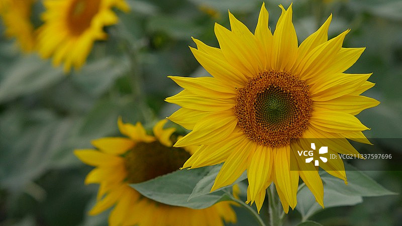 向日葵图片素材