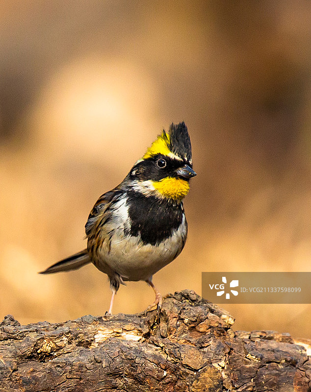 瞧这小眼神儿图片素材